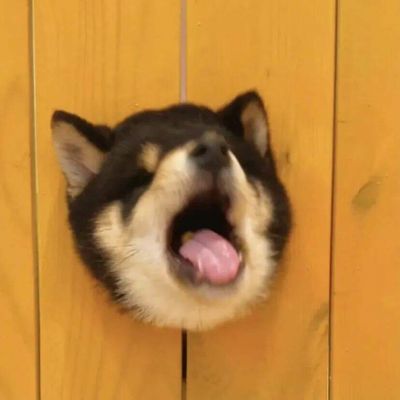 不经意间遇见的可爱比落日还要温柔(图4)