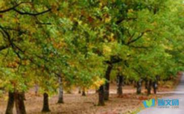 精选五年级风景作文300字5篇