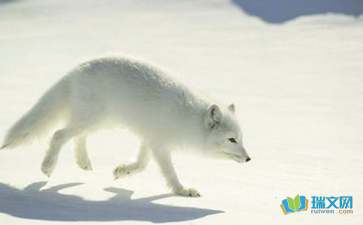 关于狐狸童话作文600字3篇