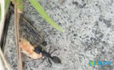 有关蚂蚁童话作文锦集6篇