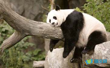 关于大熊猫三年级作文9篇