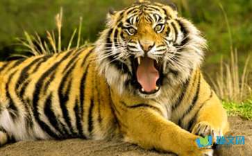 有关老虎童话作文400字四篇