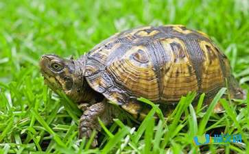 【精华】我家小乌龟三年级作文8篇