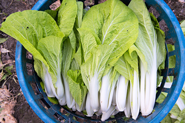 购买小白菜时，最好选有被虫咬过的痕迹，农药会少一点。(Shutterstock)