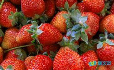 实用的水果说明文作文3篇