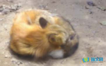 《乌鸦与狐狸》续写15篇