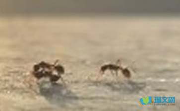 蚂蚁给我带来的启示作文3篇