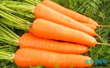 胡萝卜先生的胡子续写(15篇)