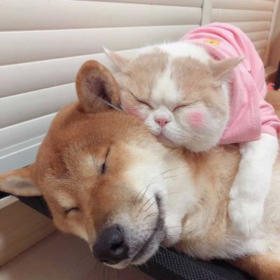 可爱萌宠情头♡海因为朝霞而红了脸 而我也因为你才心动(图10)