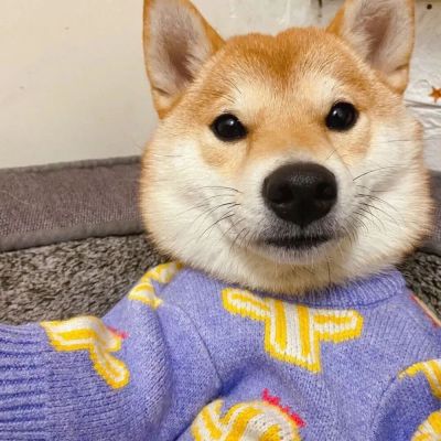 可爱萌宠情头♡海因为朝霞而红了脸 而我也因为你才心动(图7)