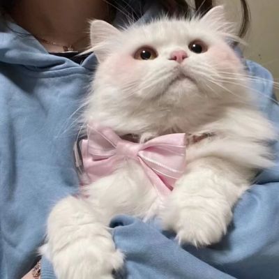 家庭地位系列(图3)