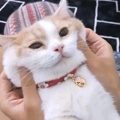 可爱萌宠情头♡海因为朝霞而红了脸 而我也因为你才心动(图5)