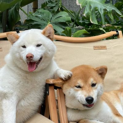 可爱萌宠情头♡海因为朝霞而红了脸 而我也因为你才心动(图12)