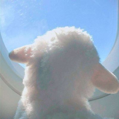 ins沙雕头像(图3)