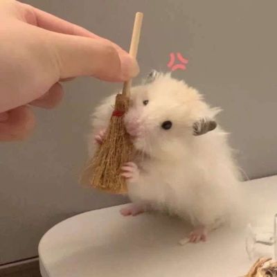 ins沙雕头像(图5)