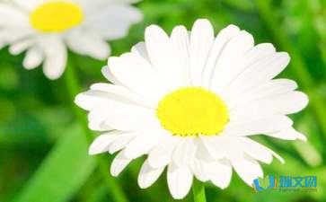 菊花的比喻句7篇