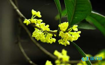 描写桂花的比喻句2篇