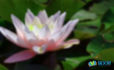 描写荷花的拟人句5篇