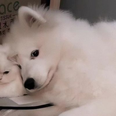 搞怪可爱情侣头像(图10)