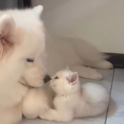 搞怪可爱情侣头像(图5)