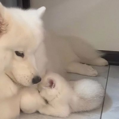 搞怪可爱情侣头像(图6)