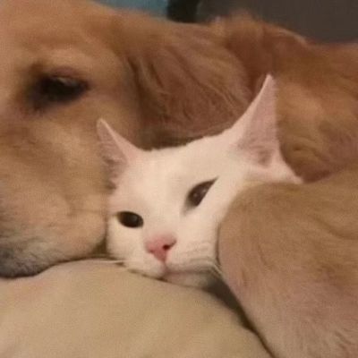 搞怪可爱情侣头像(图8)