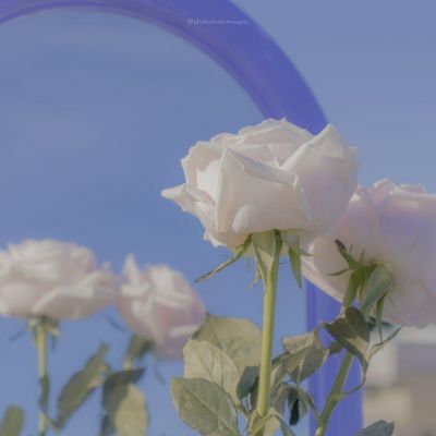 玫瑰花背景图片/朋友圈