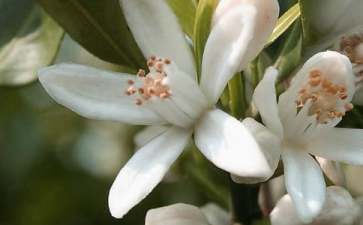 有关花朵优美句子58条