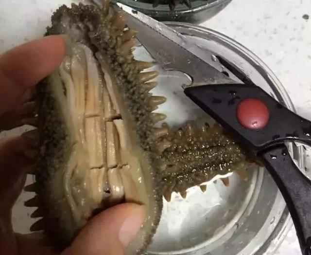 买了海参不知道怎么做？最全面的干海参泡发方法，一看就会了