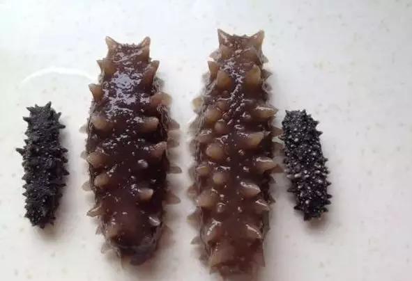 买了海参不知道怎么做？最全面的干海参泡发方法，一看就会了