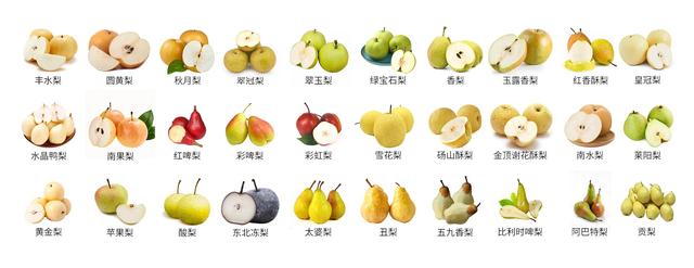 梨合集｜常见30种梨的区别及口感