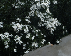 让人辗转反侧的句子带配图：我会再见你的。等待春天的温柔覆盖树枝