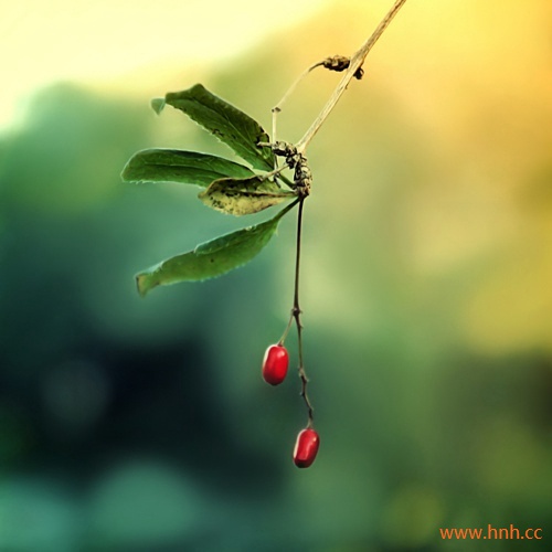 琴声转离灵魂 夜深人静花落满地