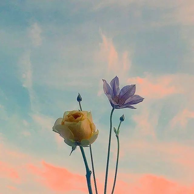 早安心语简单的心态说说,阳光向上,值得分享!(图3) 图片