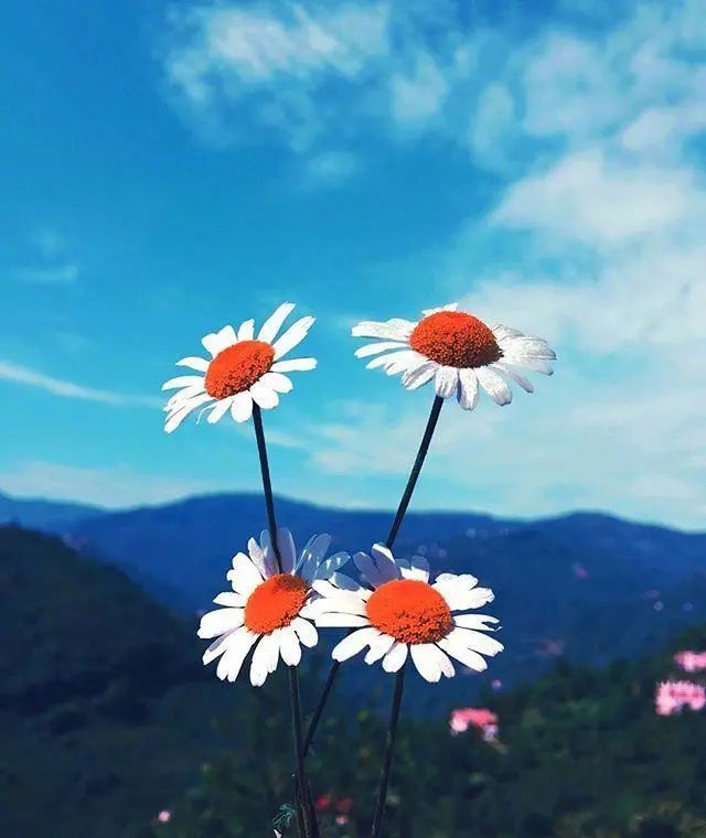 早安心语正能量心情说说语录,致不甘平庸的自己!(图2) 图片