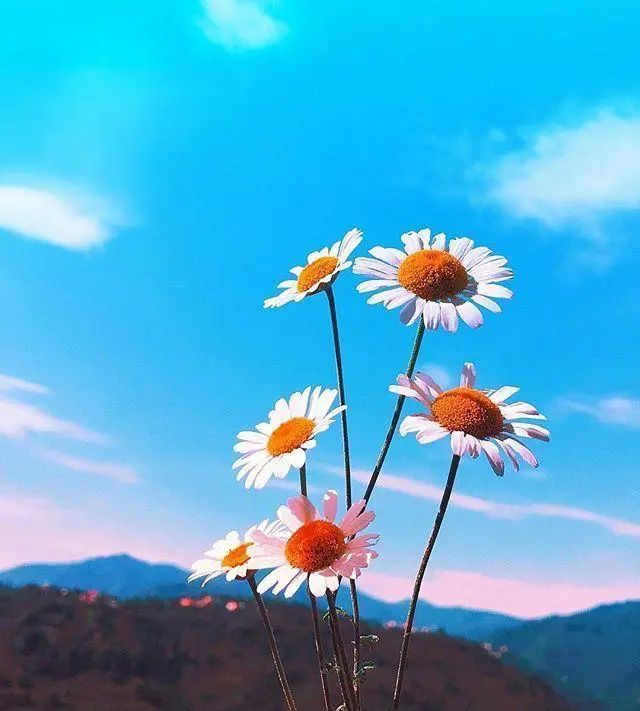 早安心语正能量心情说说语录,致不甘平庸的自己!(图4) 图片