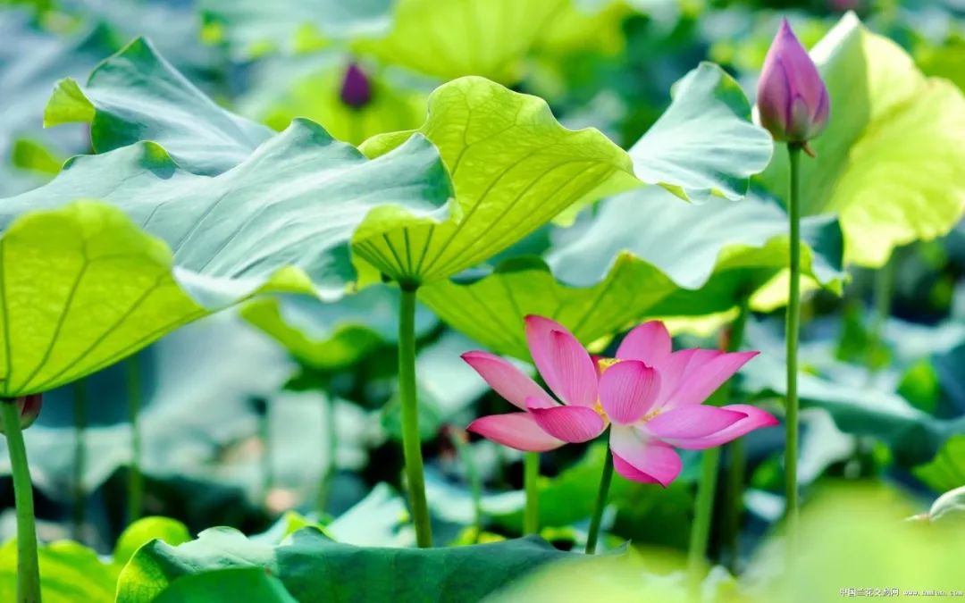 描写夏天的好词、好句、好段、好诗,孩子作文肯定用得上!(图9) 图片