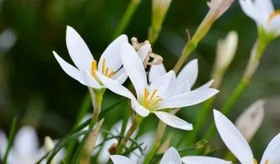 描写植物的好词+好句+范文7篇(图2) 图片