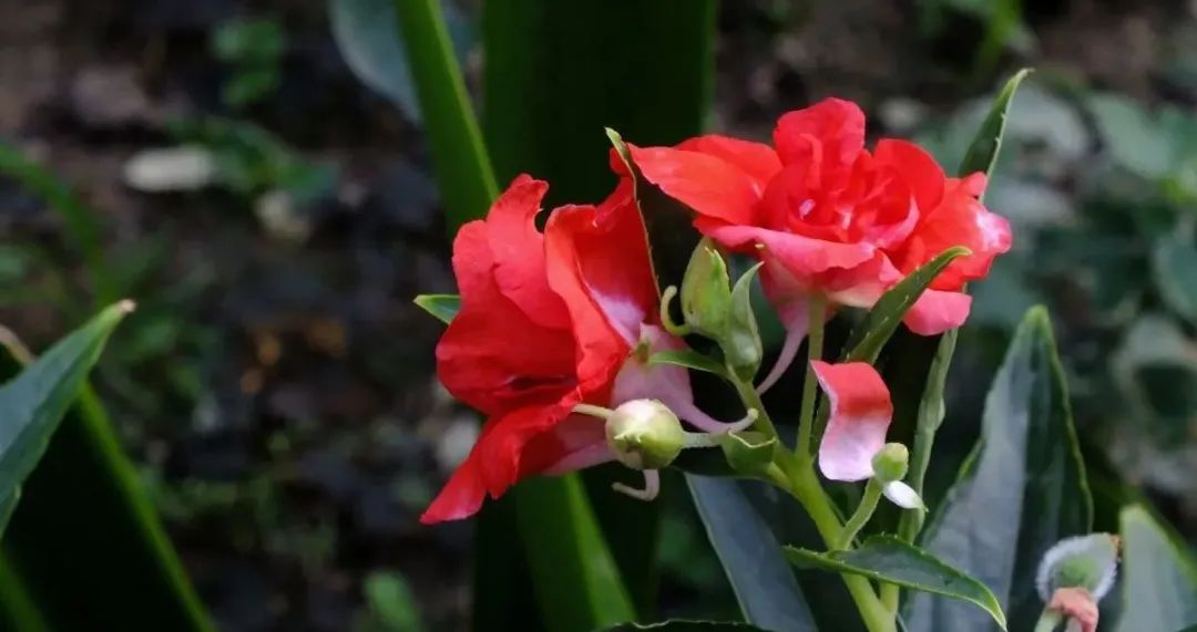 描写植物的好词+好句+范文7篇(图6) 图片