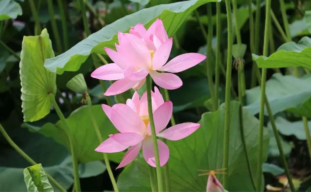 描写植物的好词+好句+范文7篇(图7) 图片