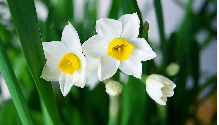 描写植物的好词+好句+范文7篇(图1) 图片