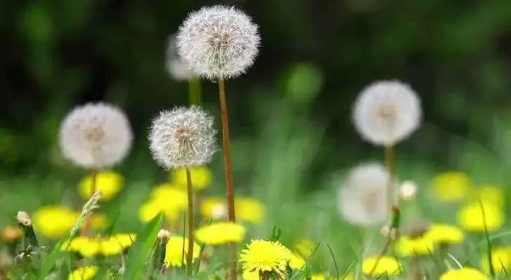 描写植物的好词+好句+范文7篇(图5) 图片