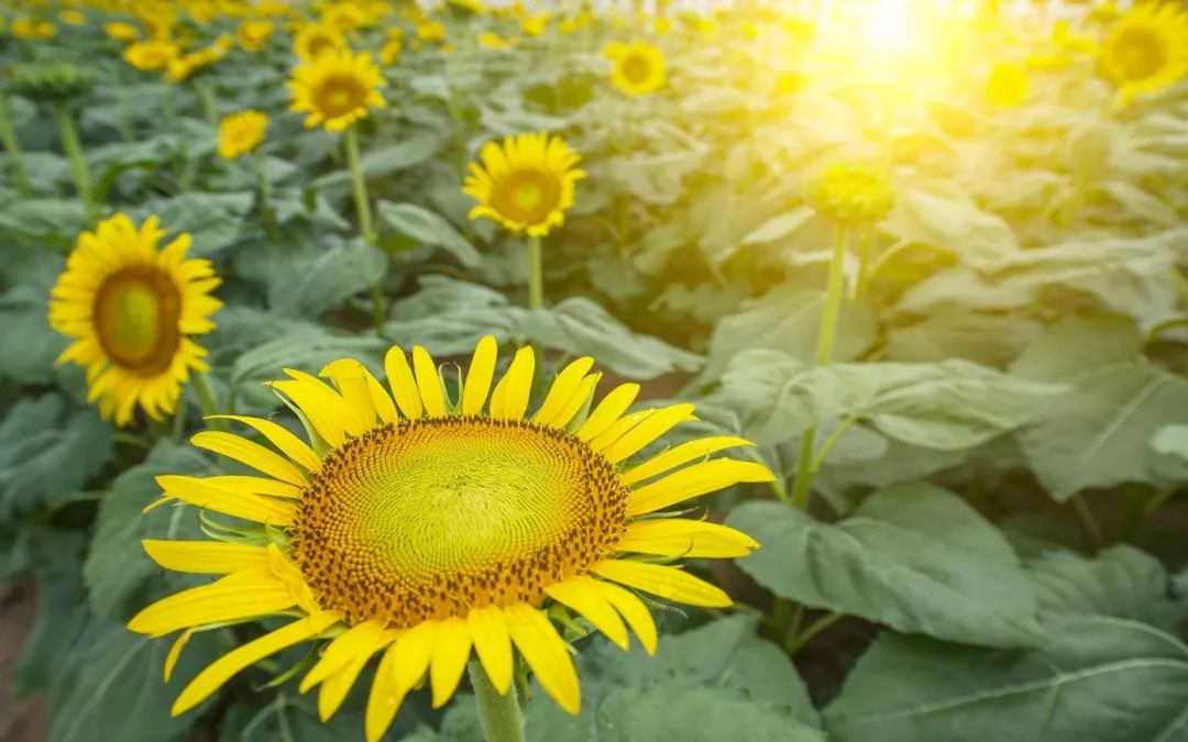 早安发朋友圈最走心的人生哲理说说,句句说到心窝里(图7) 早安发朋友圈最走心的人生哲理说说,句句说到心窝里(图7)