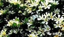 栀子花香里的青葱岁月(图1) 图片