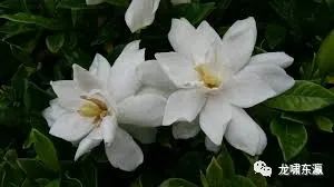 栀子花香里的青葱岁月(图4) 图片