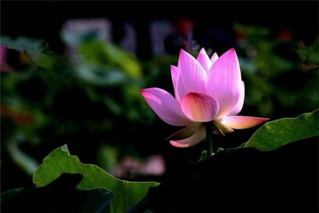 超深奥的人生感悟说说,总有一句入人心坎(图5) 超深奥的人生感悟说说,总有一句入人心坎