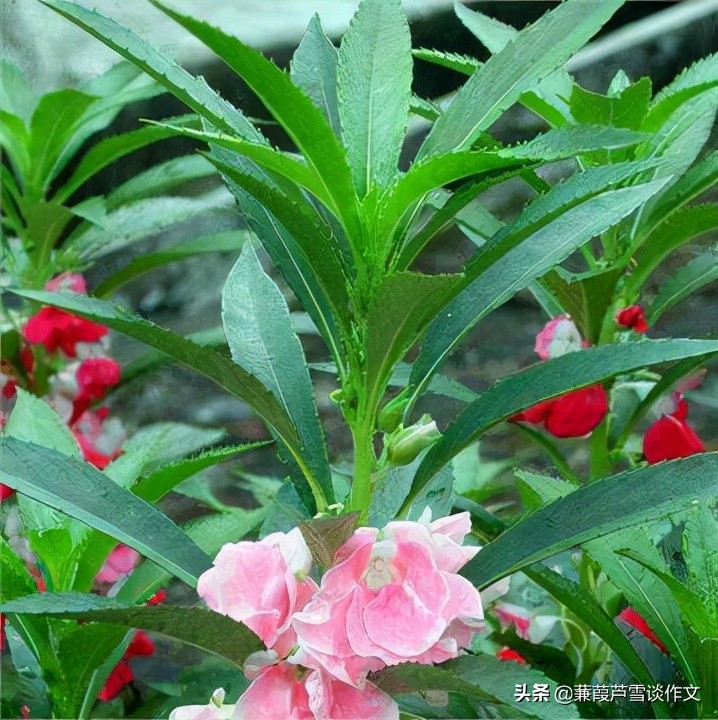 爱物见心，当好“讲述人”——阿宝老师的“作文经”（一二三）