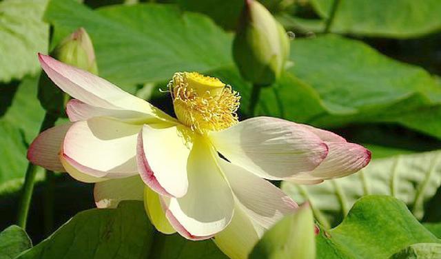 有内涵的朋友圈说说短语，句句碰触心灵，深入人心