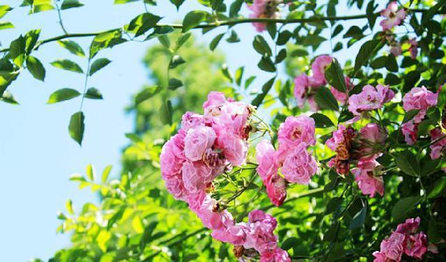 有内涵的朋友圈说说短语，句句碰触心灵，深入人心