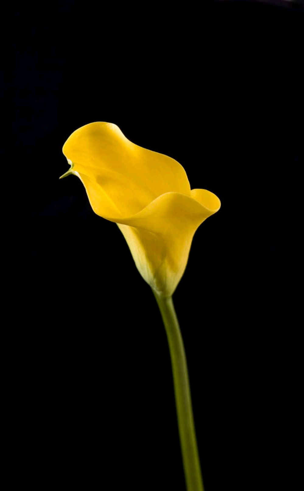 散文：没有人的生活是容易的，人生没有如果，生活只是平常